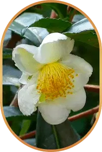 livpure ingredient Camellia Sinensis