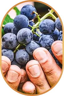 Resveratrol livpure ingredients