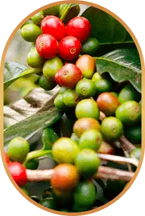 Chlorogenic Acid livpure ingredients